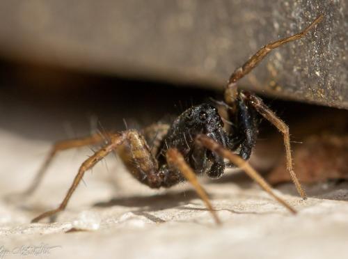 Pardosa sp.