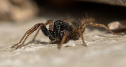 Pardosa sp.