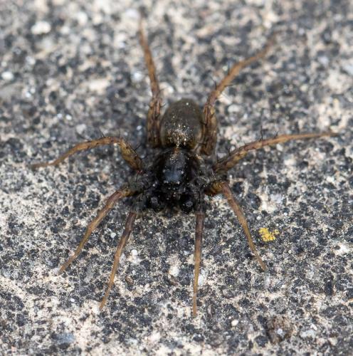 Pardosa sp.