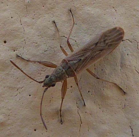 Réf. 253 428 : Paromius gracilis