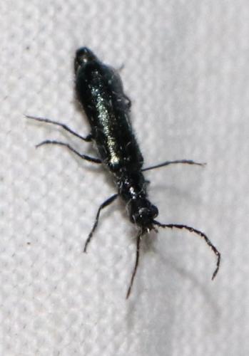 Réf. 253 280 : Dasytinae inconnu