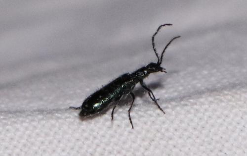 Dasytinae