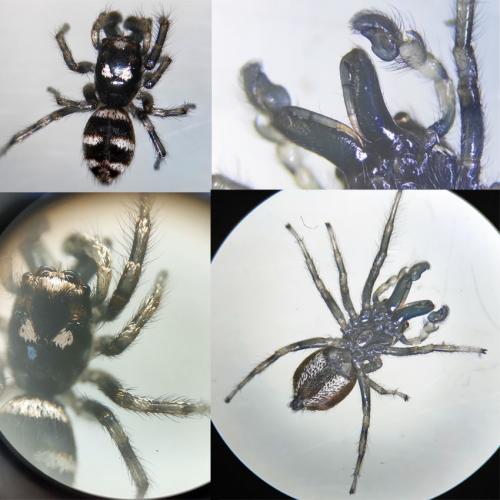 Salticus scenicus