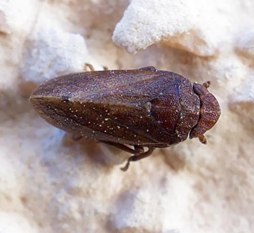 Tettigometra impressopunctata