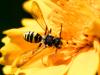 253579 – Photo : Danièle Tixier-Inrep – France (30)