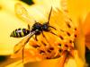 253580 – Photo : Danièle Tixier-Inrep – France (30)