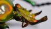 253832 – Photo : Christian Berquer – Congo