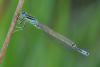 253901 – Photo : Bertrand Piney – France (44)