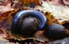 253671 – Photo : Etienne de Sauvage – France (06)