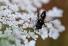 253574 – Photo : Bey Frederique – France (54)