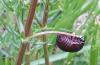 253863 – Photo : Xavier Valette – France (63)