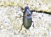 Harpalus sp.