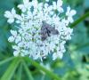 253747 – Photo : ORCHALLAN – France (44)