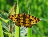 253778 – Photo : ORCHALLAN – France (44)