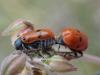 253181 – Photo : Nicolas Crouzet – France (13)