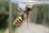 Nomada sp.