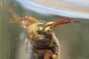Nomada sp.