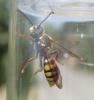 Nomada sp.