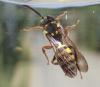 Nomada sp.