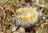 253897 – Photo : Catherine Reymonet-Smitten – France (11)