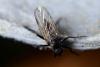 253429 – Photo : Christophe Quintin – France (21)