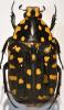 253612 – Photo : Christian Berquer – Madagascar