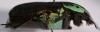 253296 – Photo : Christian Berquer – Madagascar