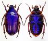 253541 – Photo : Dominique Poirier-Ducrocq – Zimbabwe