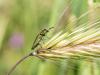 253423 – Photo : BourrinOman – France (83)