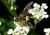 253686 – Photo : Didier GODREAU – France (85)