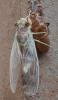 253502 – Photo : Basile Morin – Laos