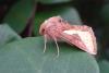 253466 – Photo : Williams Fondevilla – France (31)