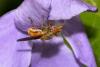 253789 – Photo : naudon david – France (87)