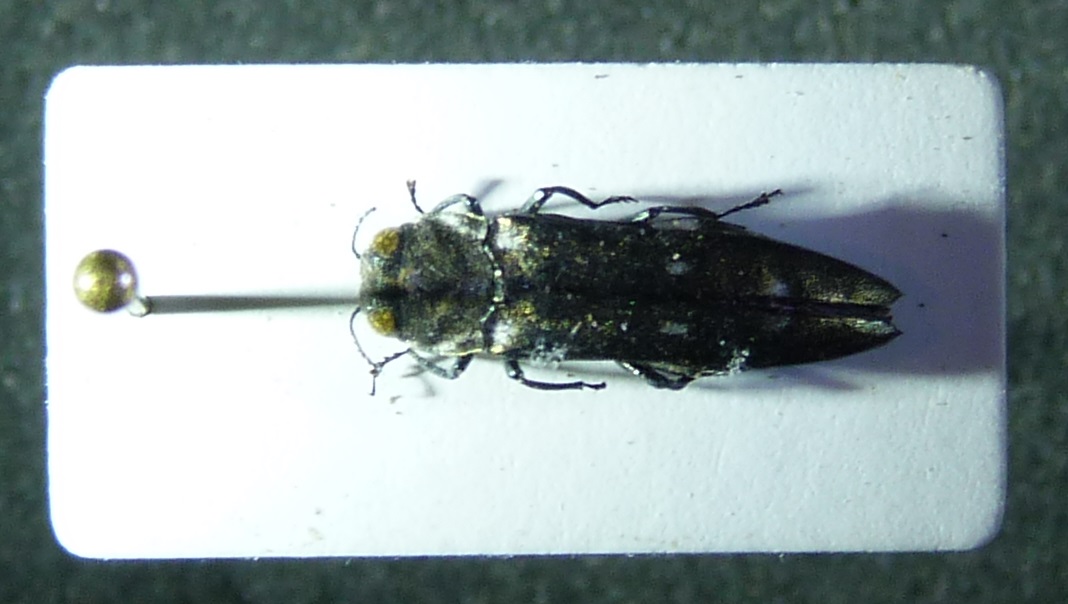 Emilien Gonzalez - Agrilus (Uragrilus) ater - réf. 253805 (1068 x 604 pixels, 133 ko)