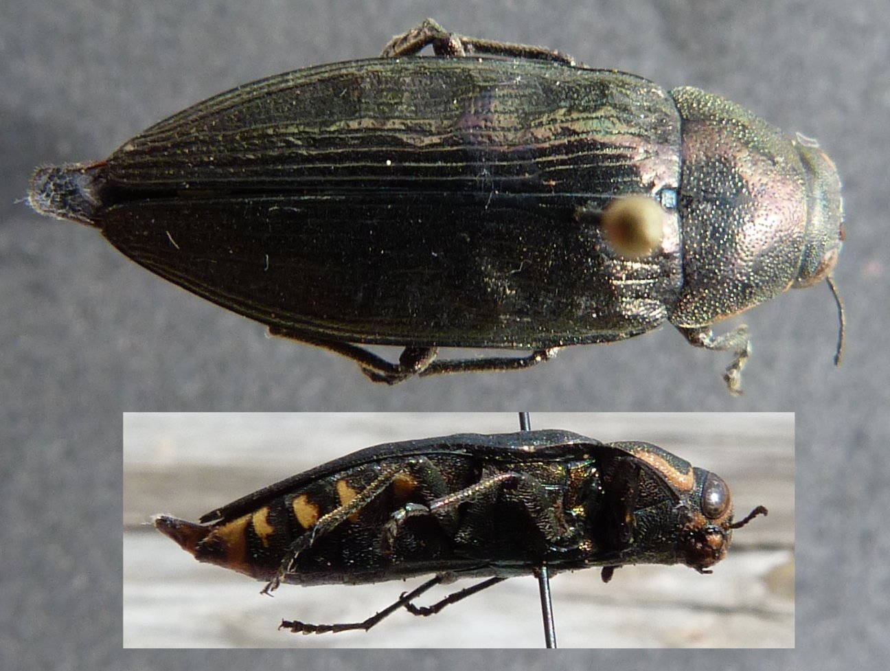 Emilien Gonzalez - Buprestis (Buprestis) haemorrhoidalis - réf. 253757 (1296 x 977 pixels, 207 ko)