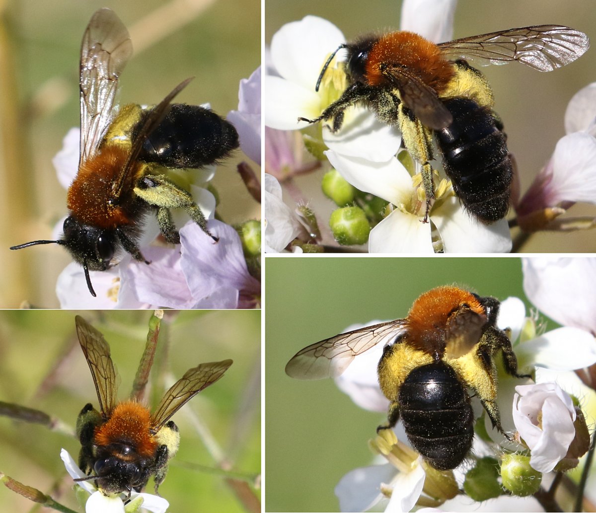 Marc Thibault - Andrena (Melandrena) thoracica - réf. 253964 (1200 x 1033 pixels, 217 ko)