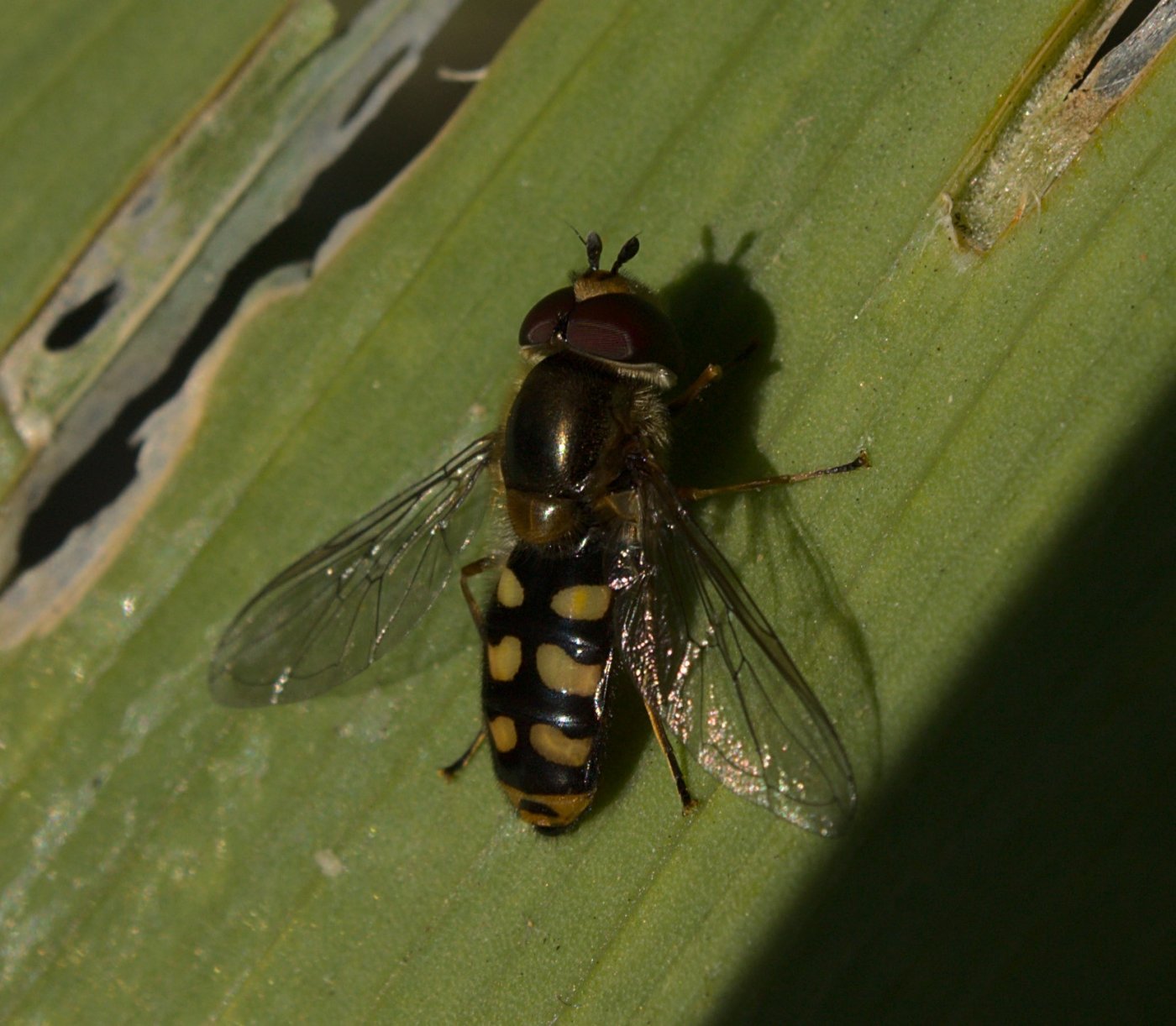 Louis DUTRIEUX - Eupeodes (Eupeodes) luniger - réf. 253237 (1400 x 1222 pixels, 205 ko)