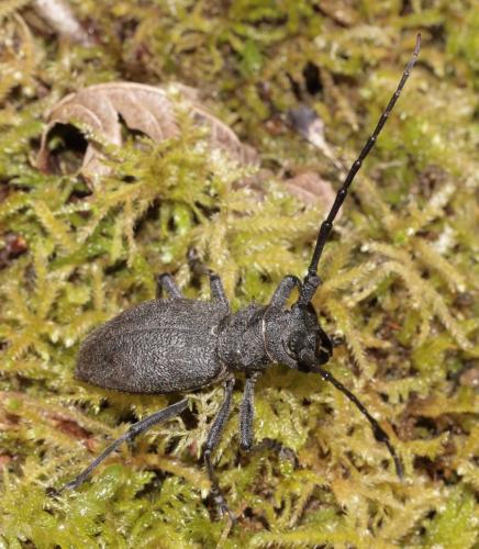 Réf. 254 229 : Morimus asper