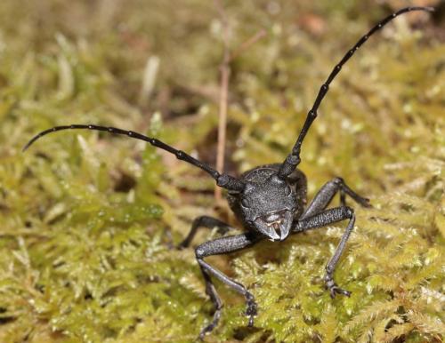 Réf. 254 230 : Morimus asper