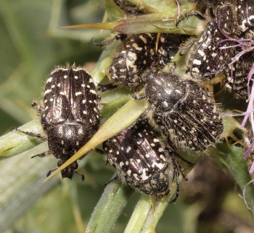 Réf. 254 515 : Oxythyrea funesta