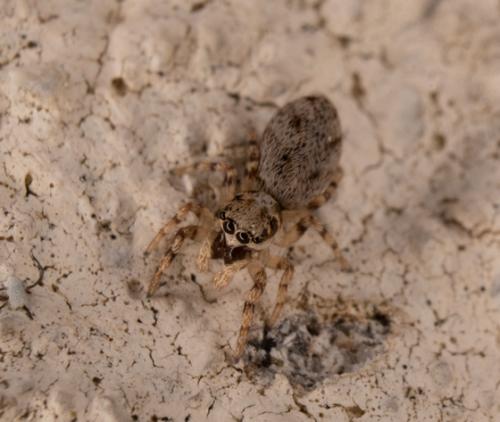 Salticus mutabilis