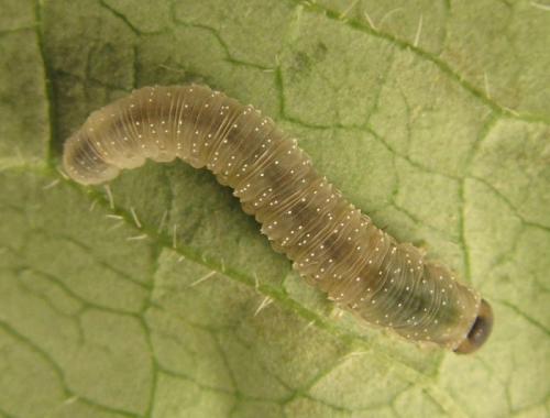 Réf. 254 292 : Macrophya infumata