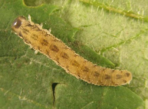 Macrophya infumata