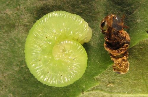 Macrophya infumata