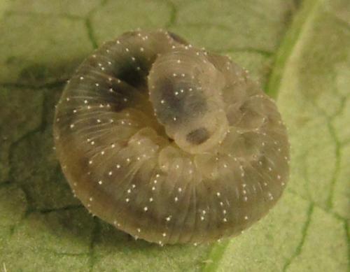 Macrophya infumata