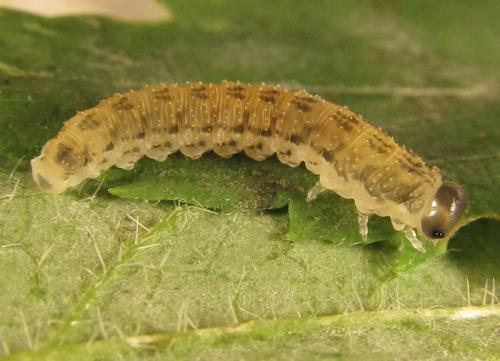 Réf. 254 297 : Macrophya infumata