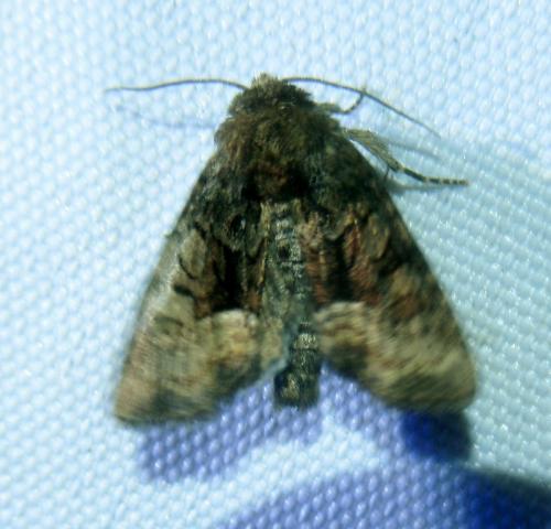 Oligia sp.