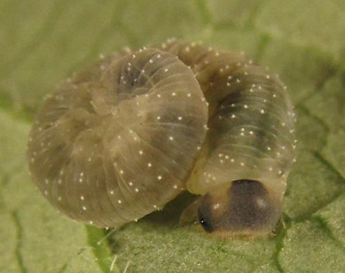 Réf. 254 294 : Macrophya infumata