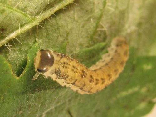 Réf. 254 298 : Macrophya infumata