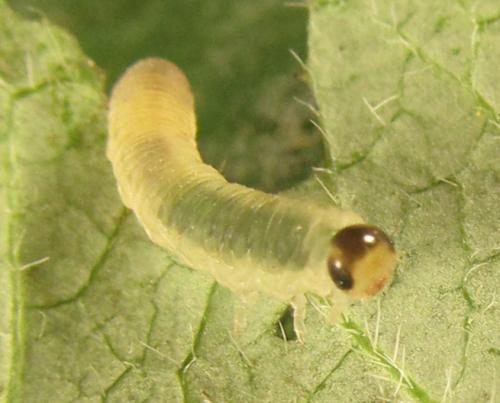 Macrophya infumata
